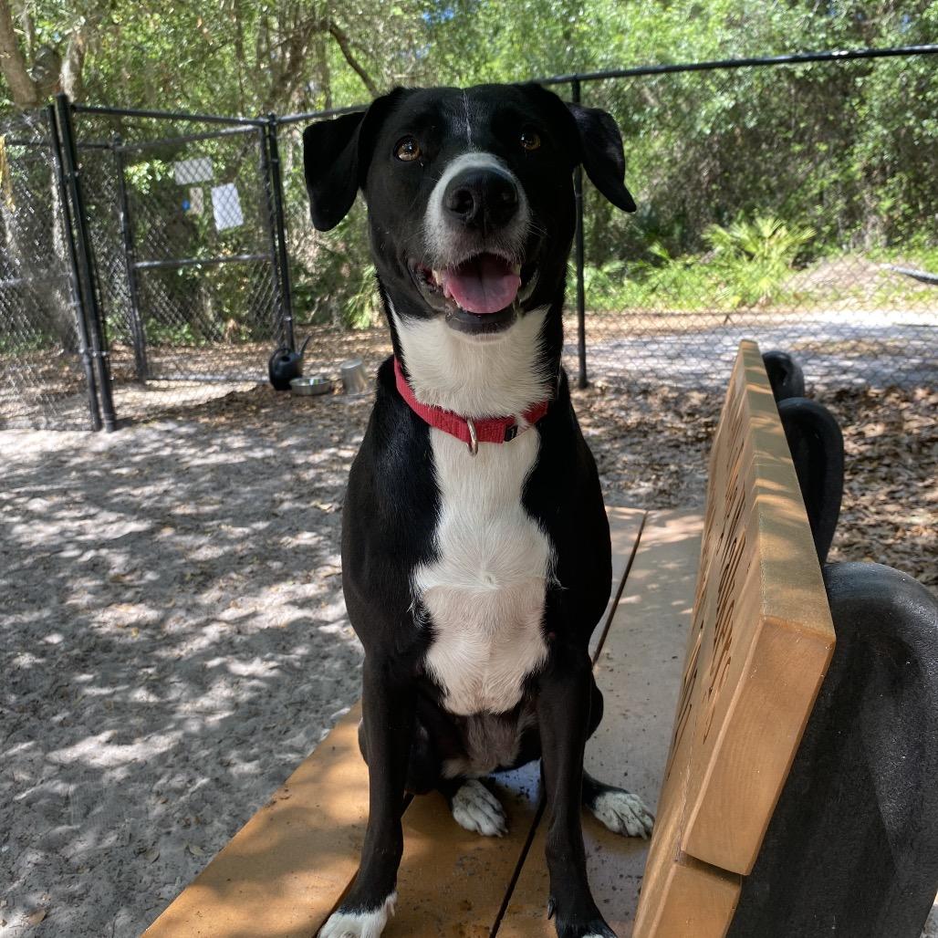 Enlarge Minnie, a Adoptable Mixed Breed in Port Charlotte, FL image 6/6