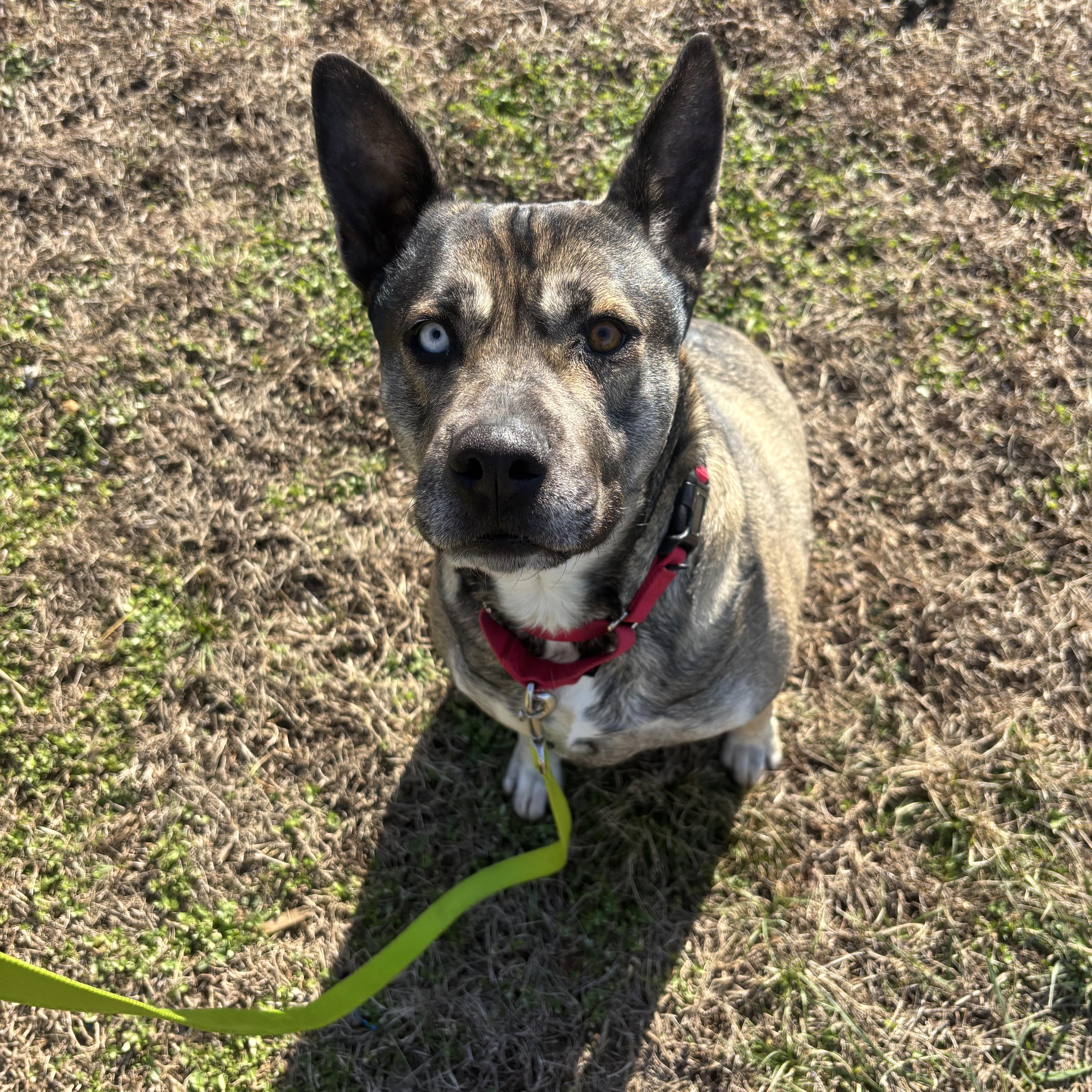 Roxy, ADOPTABLE, Young Female German Shepherd Dog & Husky.