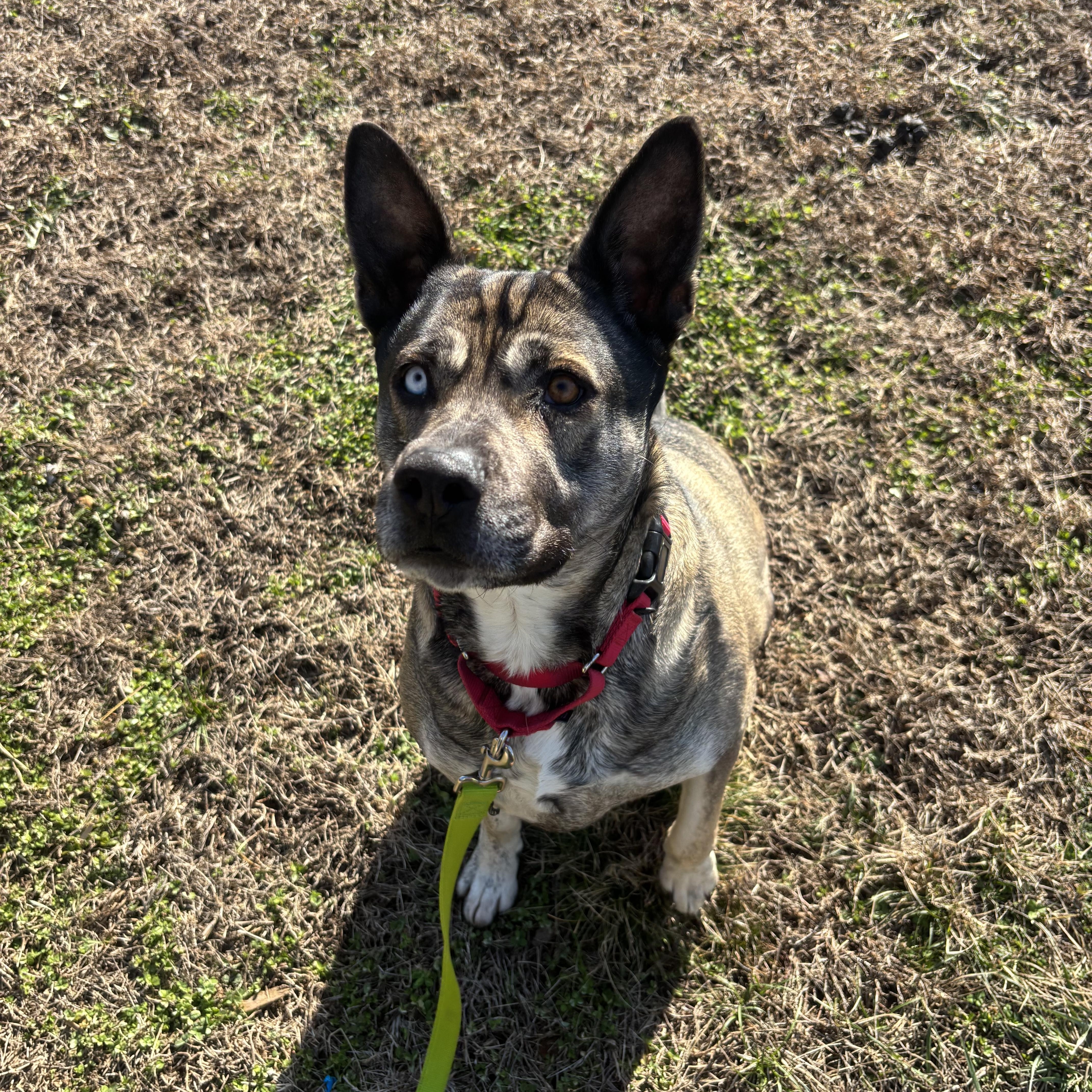 Enlarge Roxy, a ADOPTABLE mixed breed in Smyrna, TN image 2/4