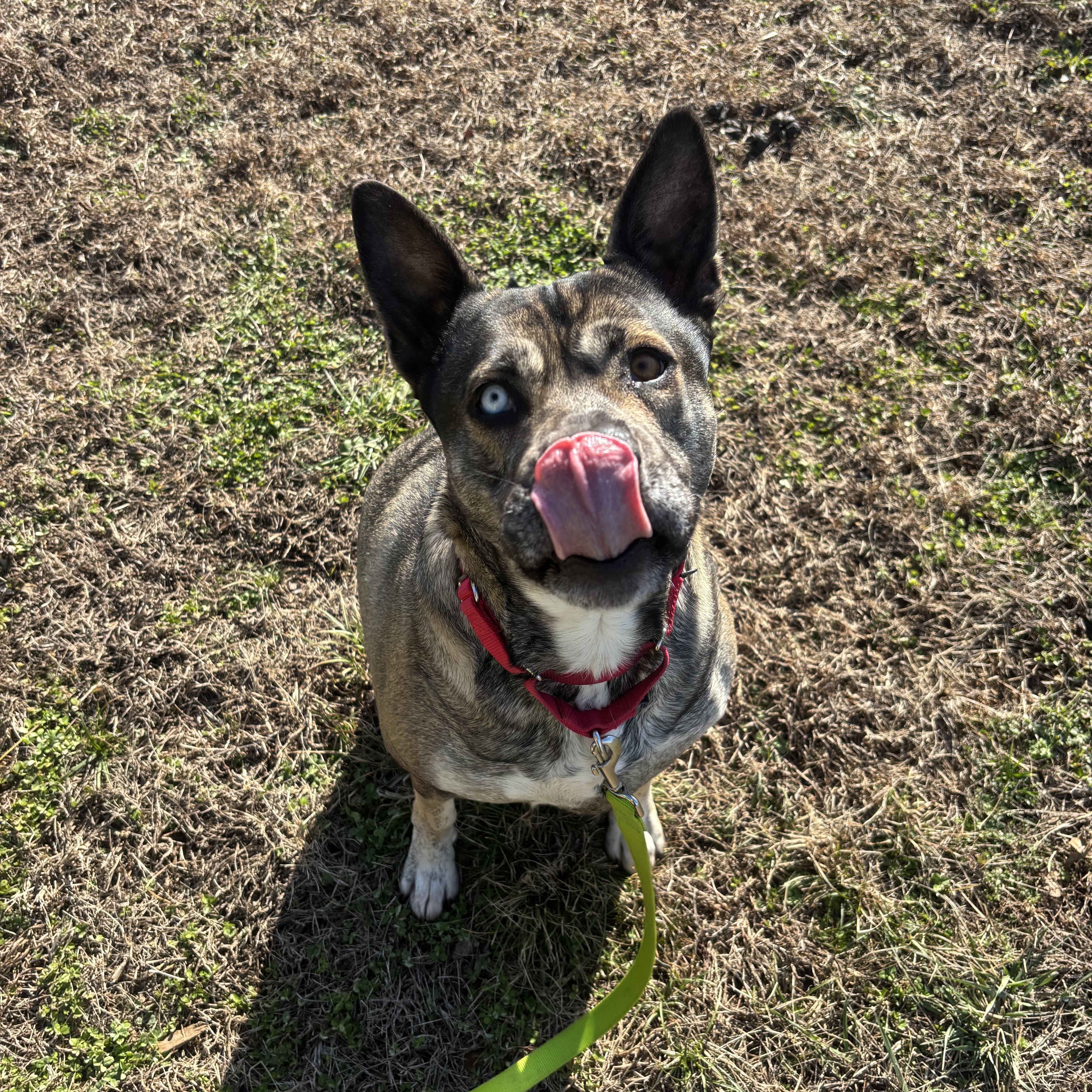 Enlarge Roxy, a ADOPTABLE mixed breed in Smyrna, TN image 3/4