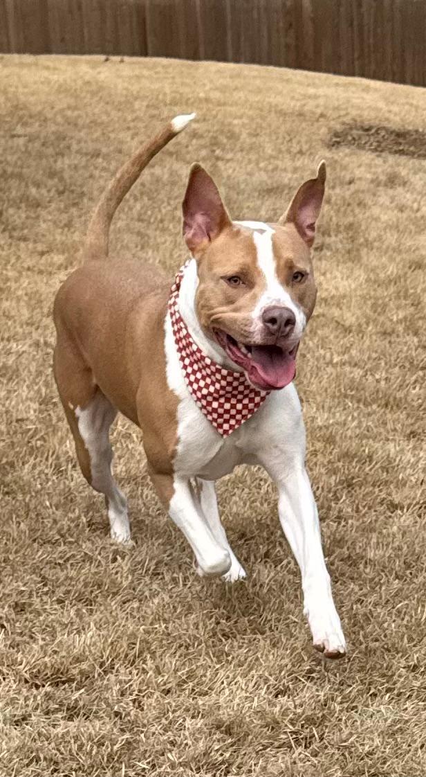 Simba, a Adoptable Mixed Breed in Arlington, TN image 5/6