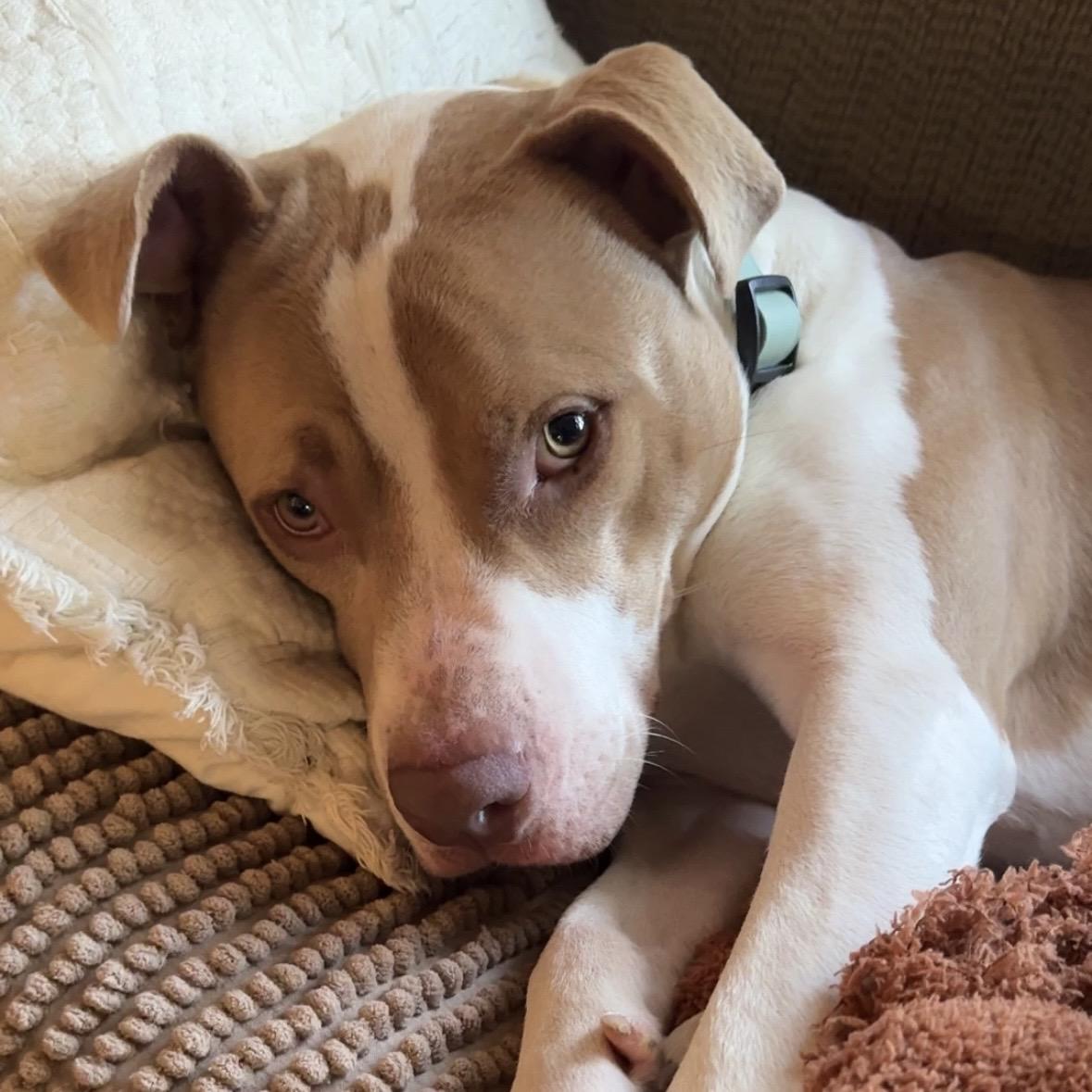 Enlarge Simba, a Adoptable Mixed Breed in Arlington, TN image 6/6