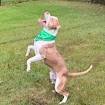 Simba, a Adoptable Mixed Breed in Arlington, TN image 2/6