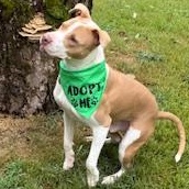 Simba, a Adoptable Mixed Breed in Arlington, TN image 1/6