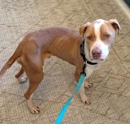Enlarge Simba, a Adoptable Mixed Breed in Arlington, TN image 2/6