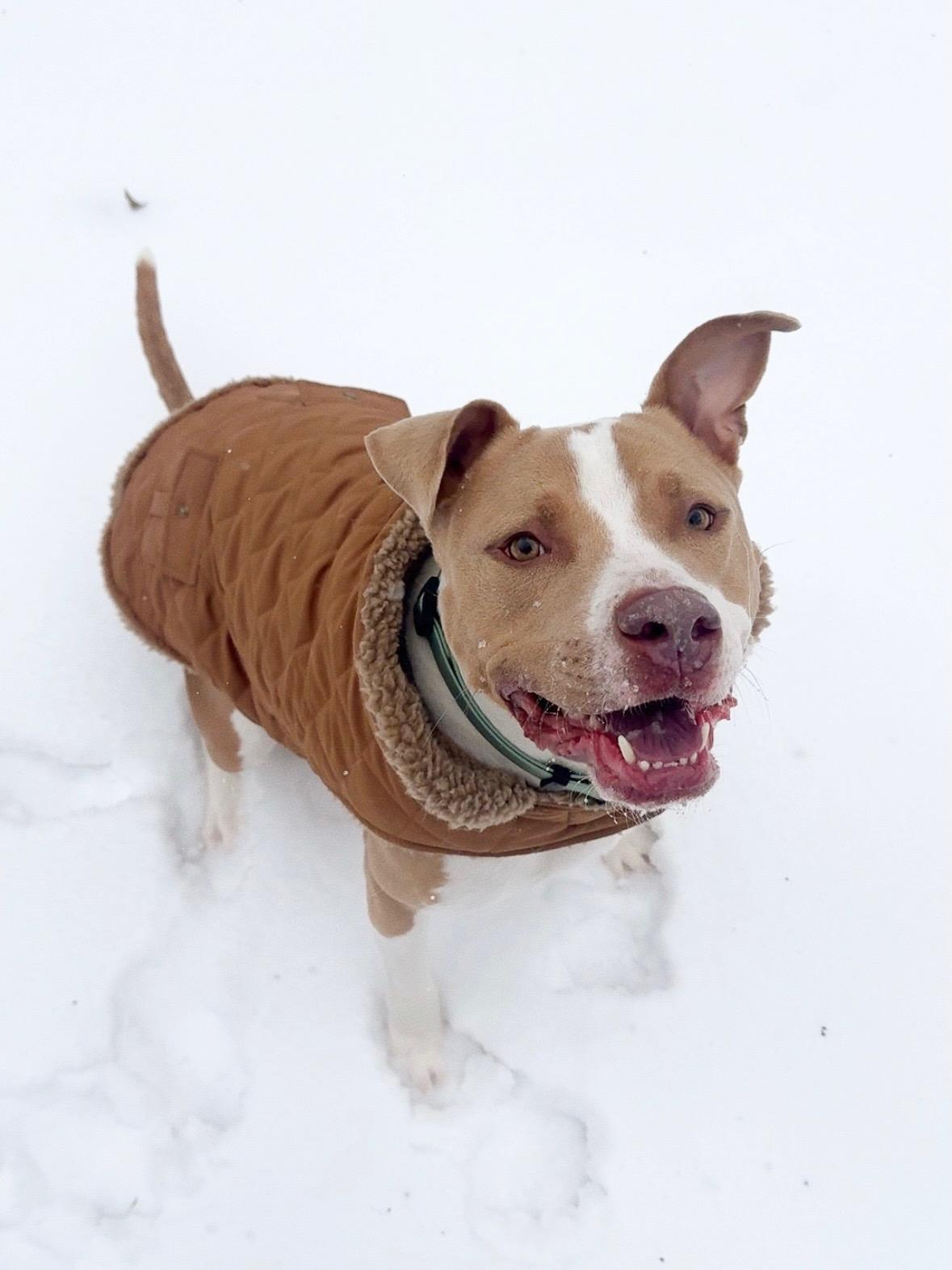 Enlarge Simba, a Adoptable Mixed Breed in Arlington, TN image 1/6