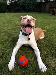 Enlarge Simba, a Adoptable Mixed Breed in Arlington, TN image 3/6