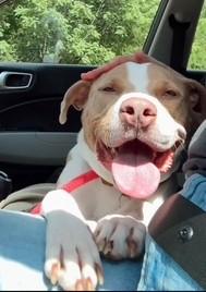 Enlarge Simba, a Adoptable Mixed Breed in Arlington, TN image 5/6