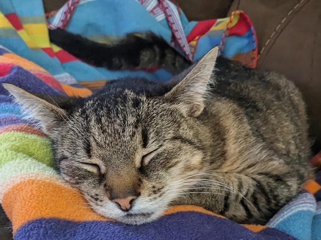 Enlarge Sasha, a Adoptable Tabby in North Kingstown, RI image 1/6
