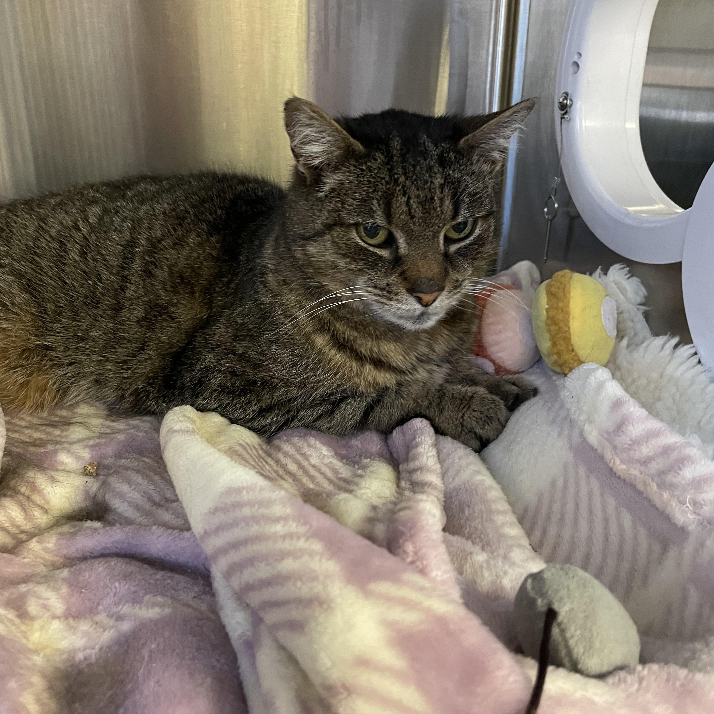 Enlarge Sasha, an adoptable Tabby in North Kingstown, RI image 4/5