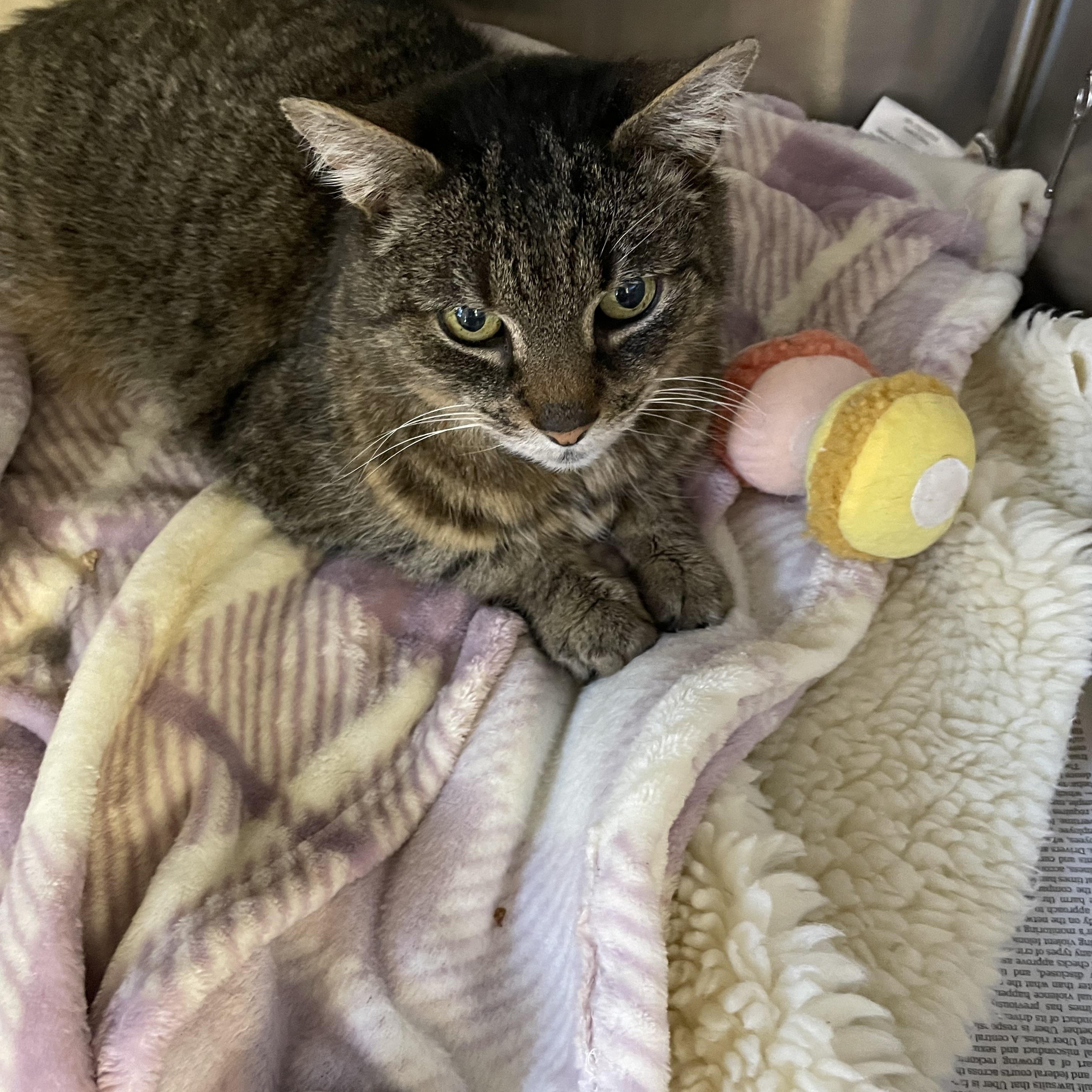 Enlarge Sasha, an adoptable Tabby in North Kingstown, RI image 3/5