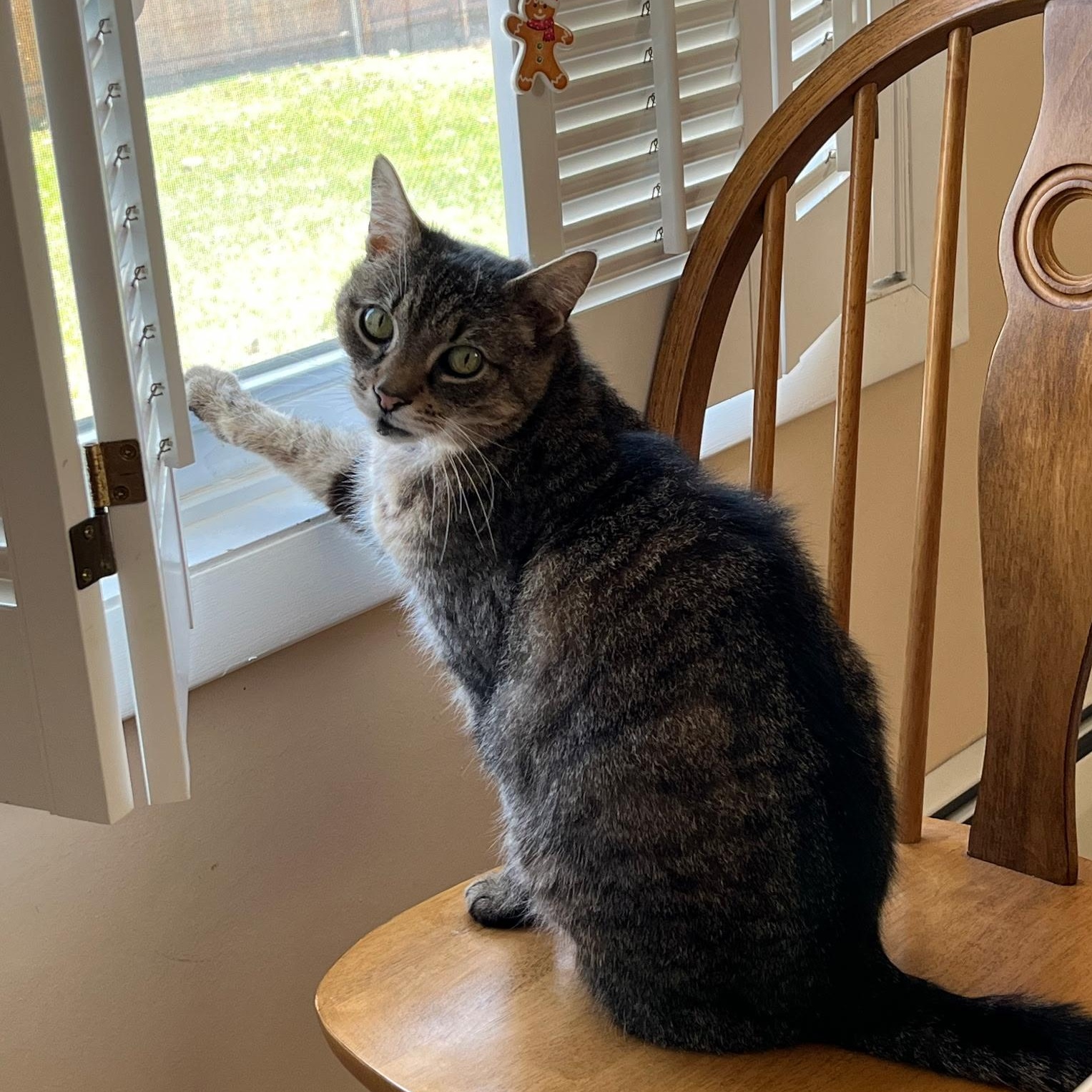 Enlarge Sasha, an adoptable Tabby in North Kingstown, RI image 1/5