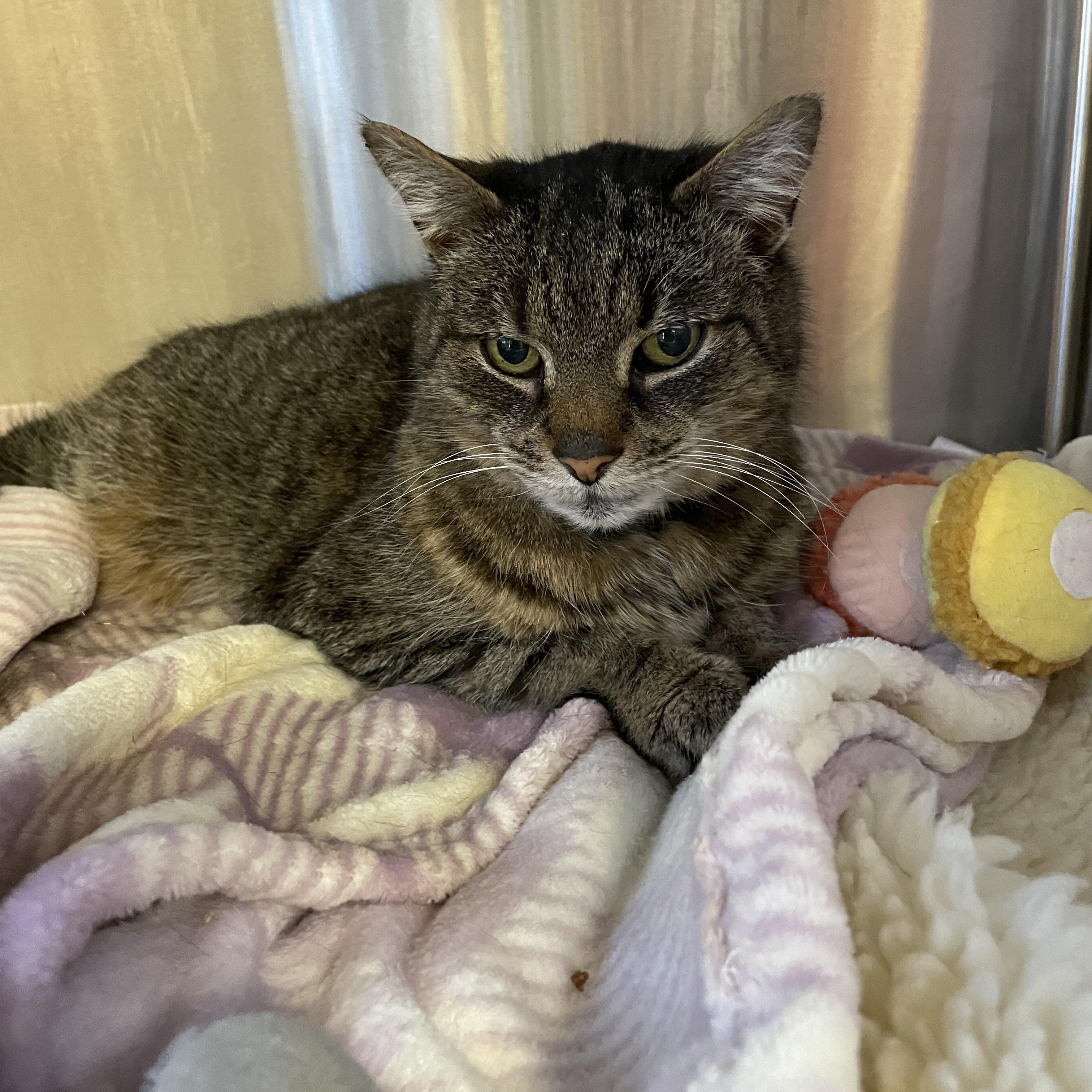 Enlarge Sasha, an adoptable Tabby in North Kingstown, RI image 1/5