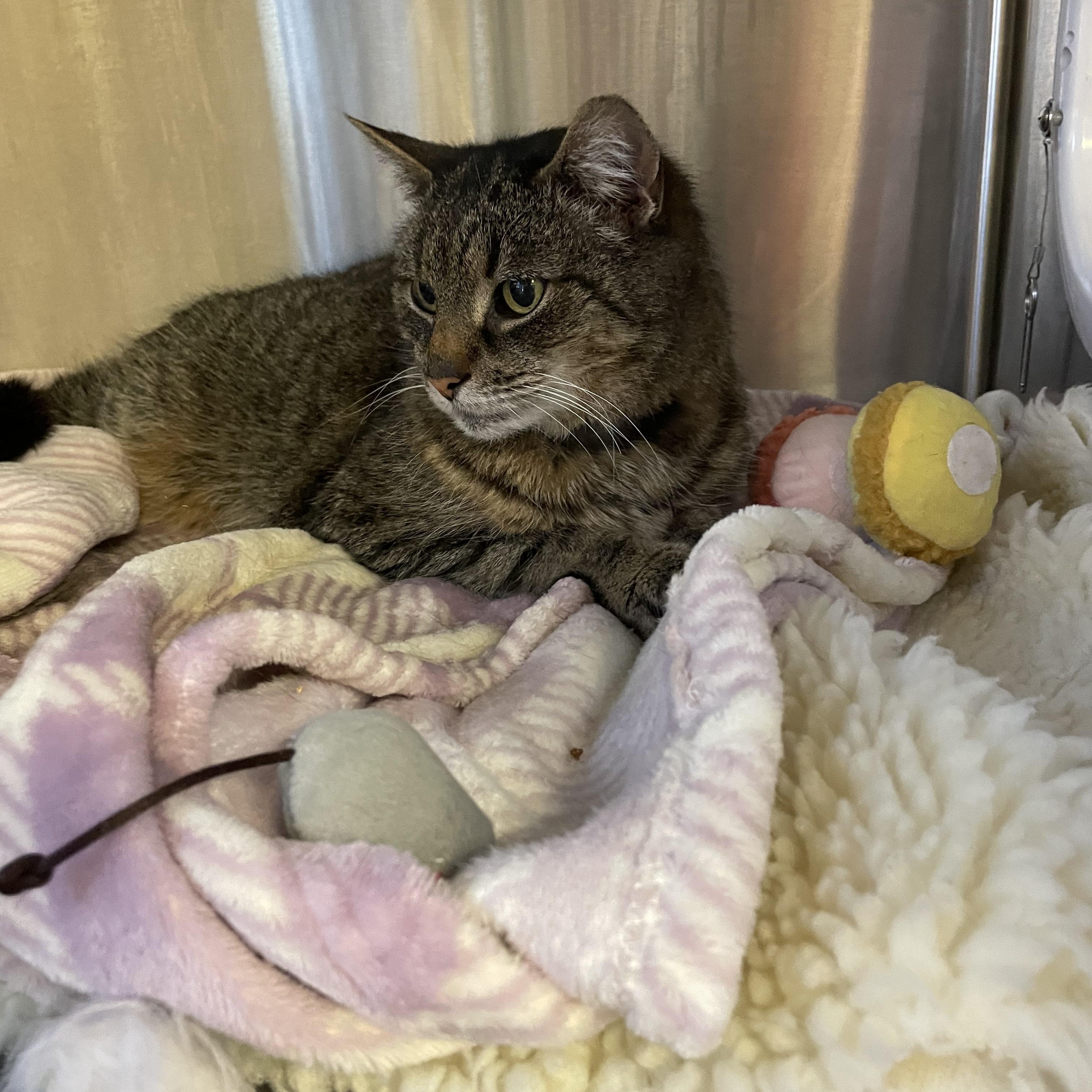 Enlarge Sasha, an adoptable Tabby in North Kingstown, RI image 5/5