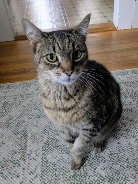 Enlarge Sasha, a Adoptable Tabby in North Kingstown, RI image 5/6