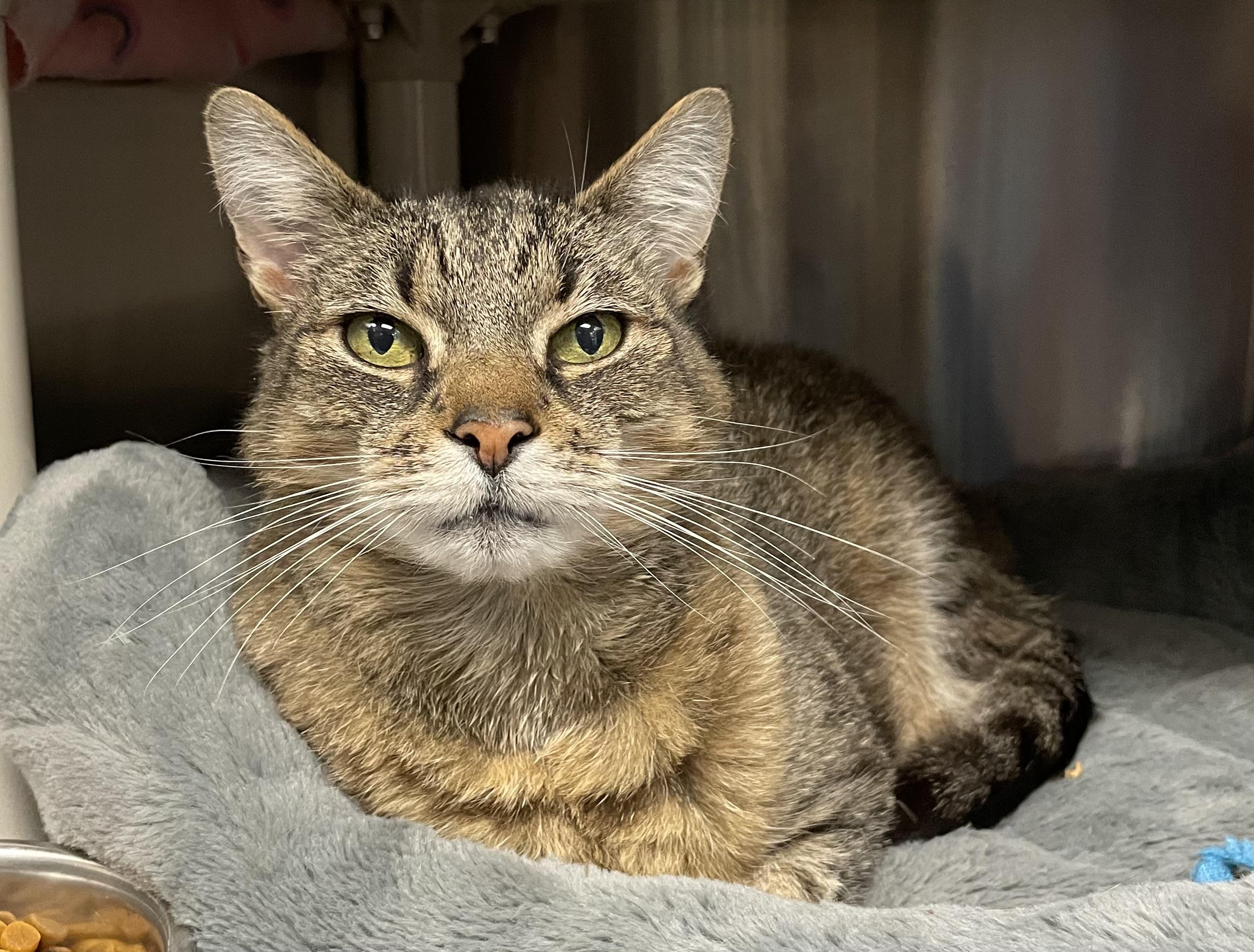 Sasha, an adoptable Tabby in North Kingstown, RI image 4/6