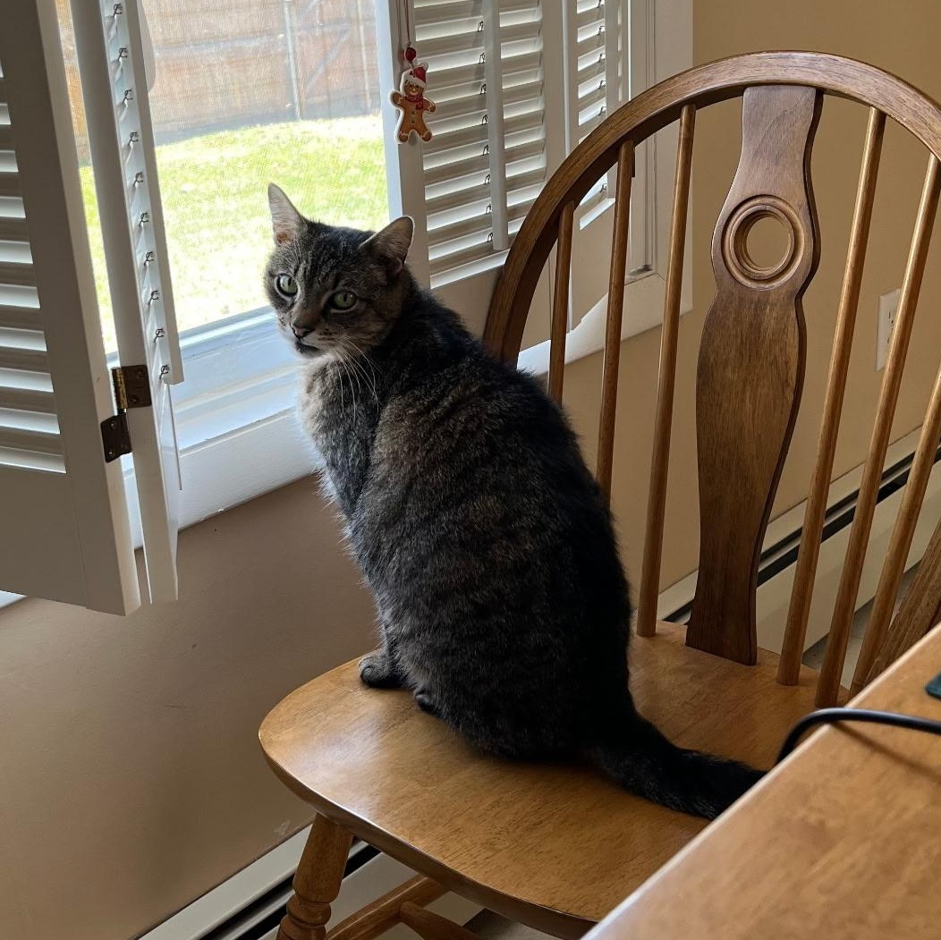 Enlarge Sasha, an adoptable Tabby in North Kingstown, RI image 3/5