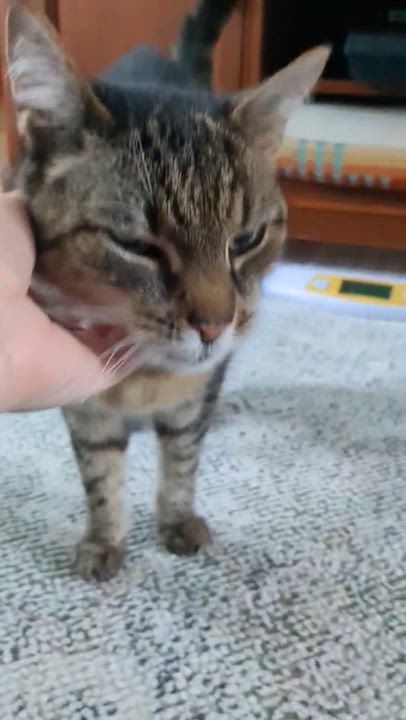 Enlarge Sasha, a Adoptable Tabby in North Kingstown, RI video 2/6