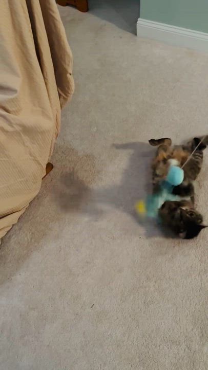 Enlarge Sasha, an adoptable Tabby in North Kingstown, RI video 5/5