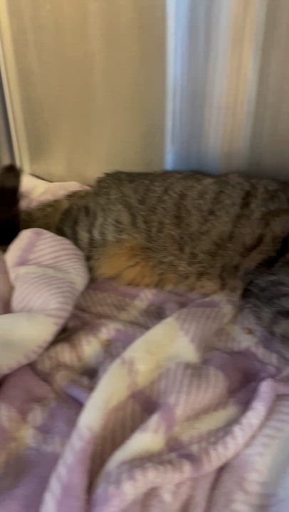 Enlarge Sasha, an adoptable Tabby in North Kingstown, RI video 2/5