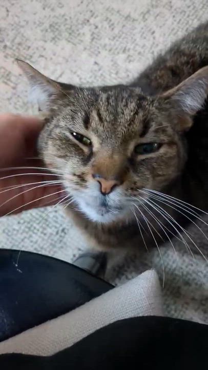 Enlarge Sasha, a Adoptable Tabby in North Kingstown, RI video 3/6
