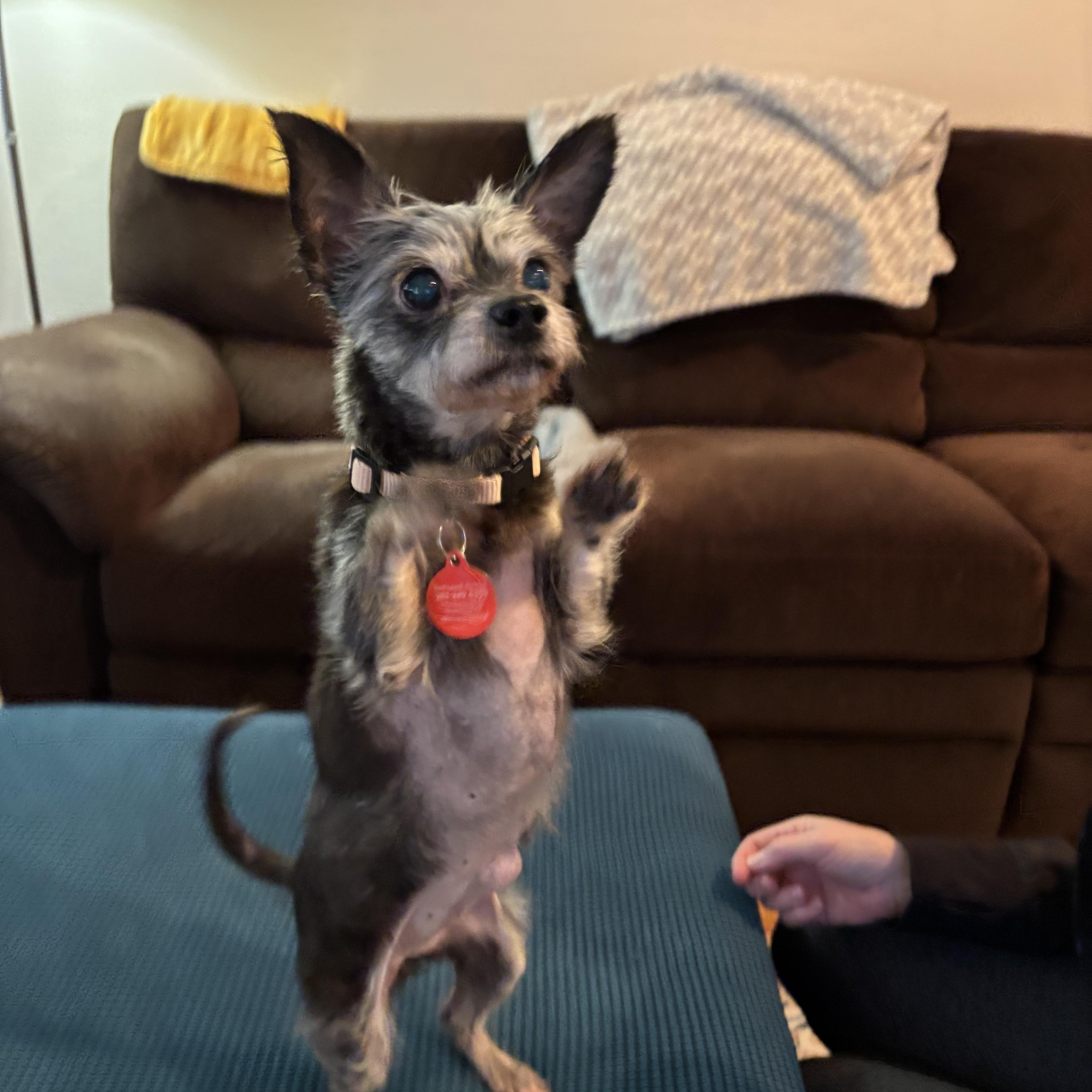 Enlarge Maisy, a ADOPTABLE mixed breed in Stamford, CT image 2/6