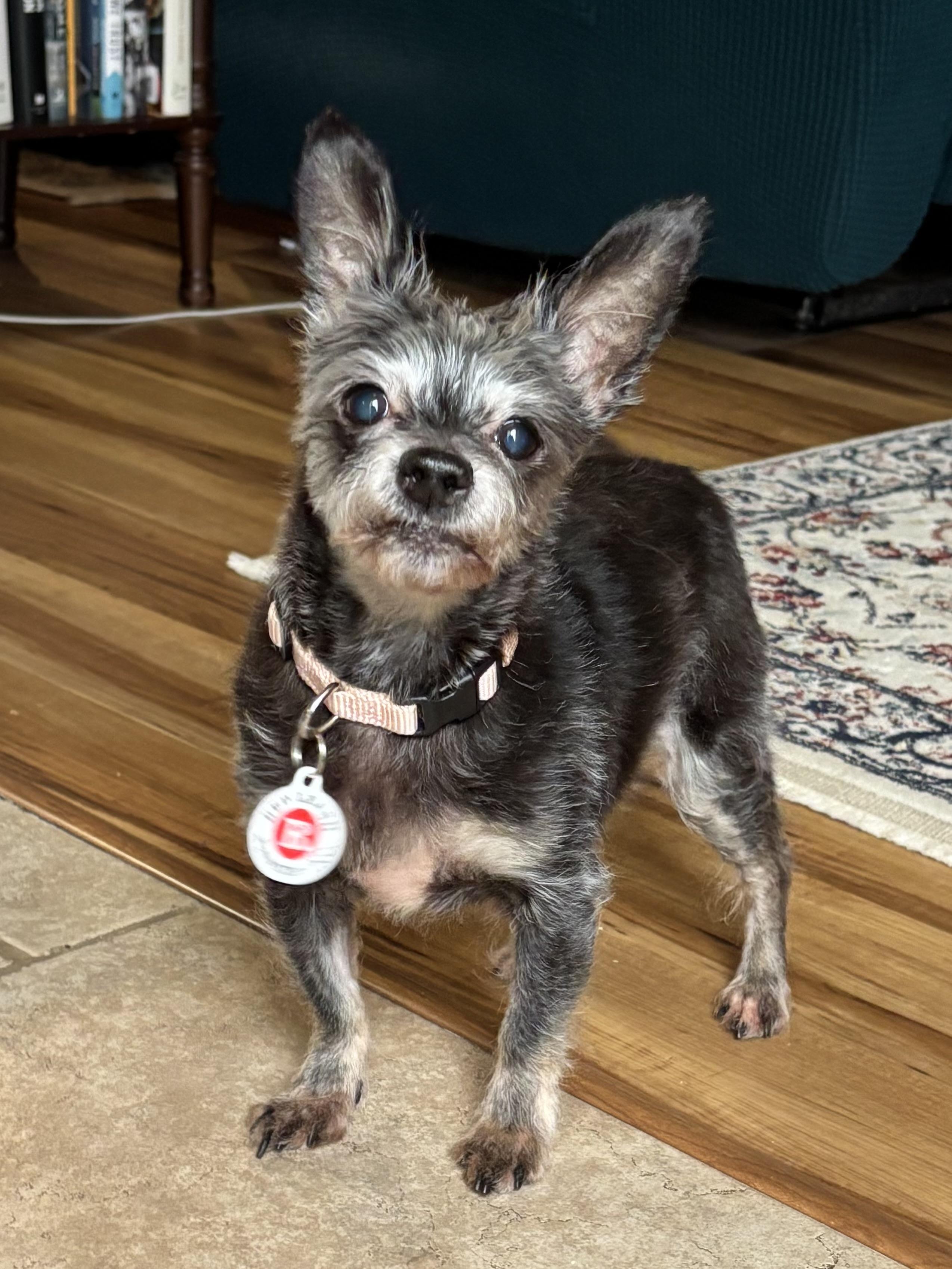 Maisy, ADOPTABLE, Senior Female Yorkshire Terrier & Chihuahua.