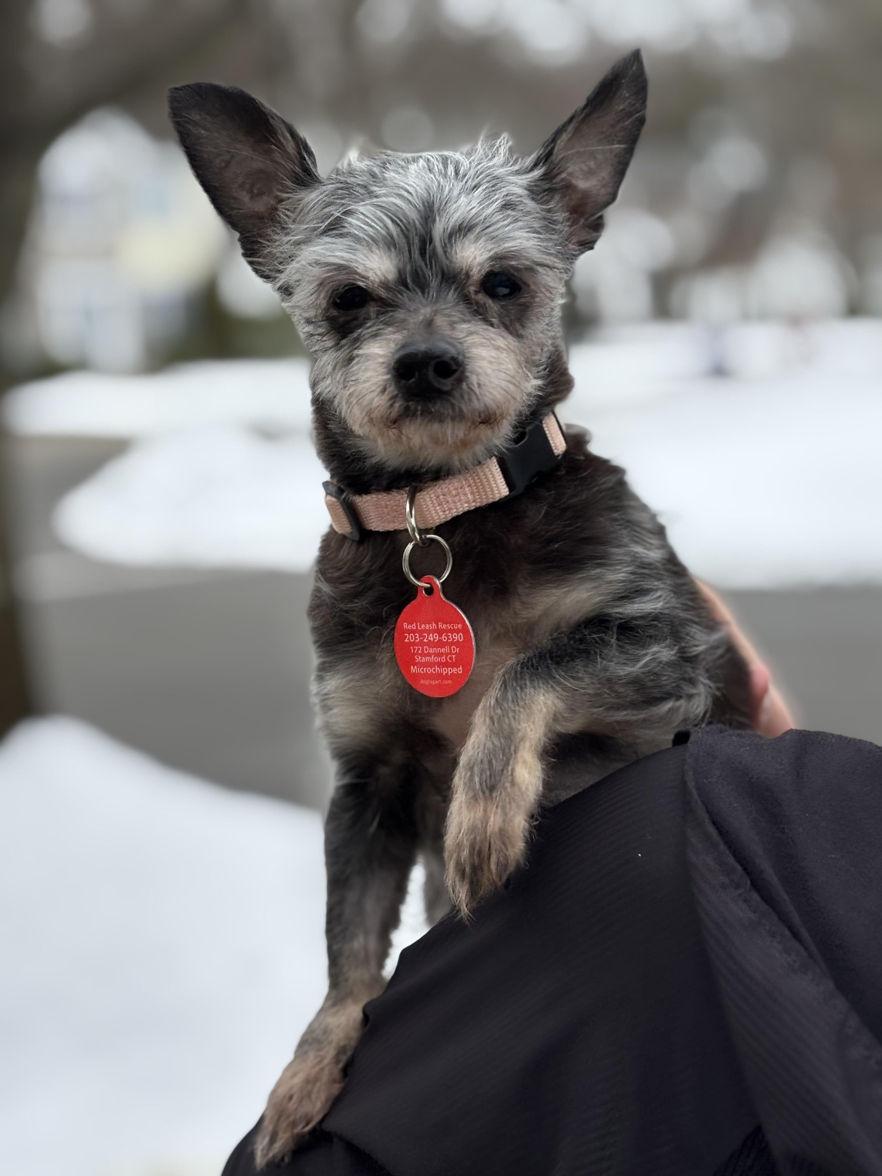 Enlarge Maisy, a ADOPTABLE mixed breed in Stamford, CT image 4/6