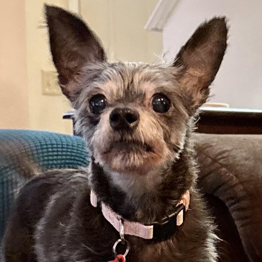 Enlarge Maisy, a ADOPTABLE mixed breed in Stamford, CT image 3/6