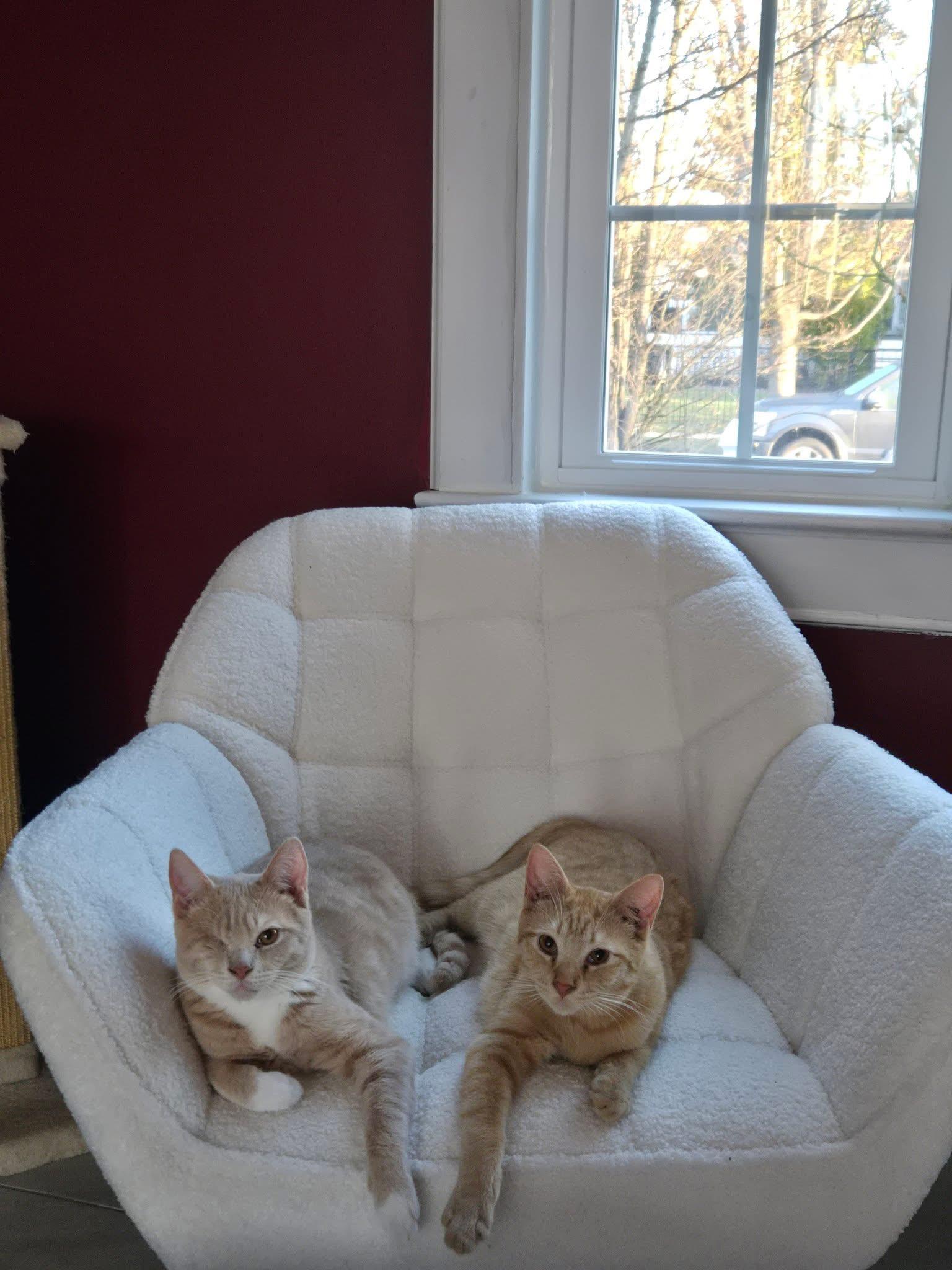 Enlarge Stan & Ollie, an adoptable Domestic Short Hair in Voorhees, NJ image 2/6