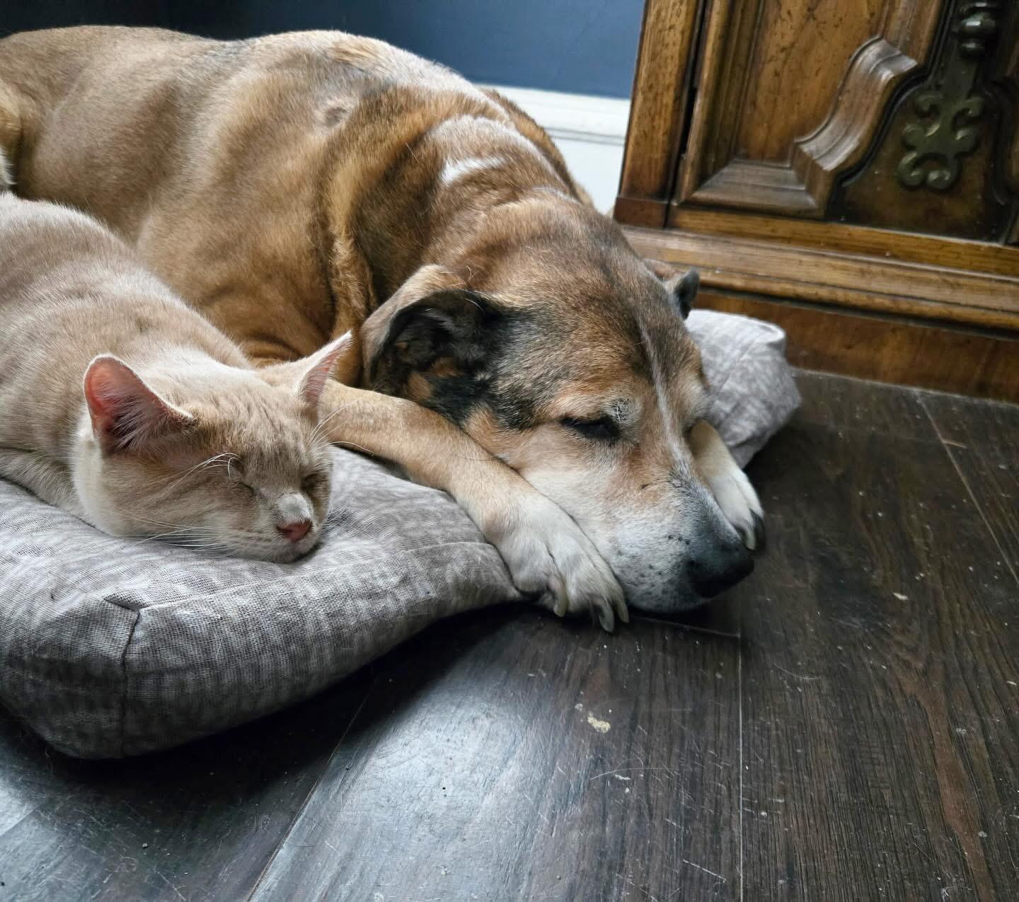 Enlarge Stan & Ollie, an adoptable Domestic Short Hair in Voorhees, NJ image 5/6