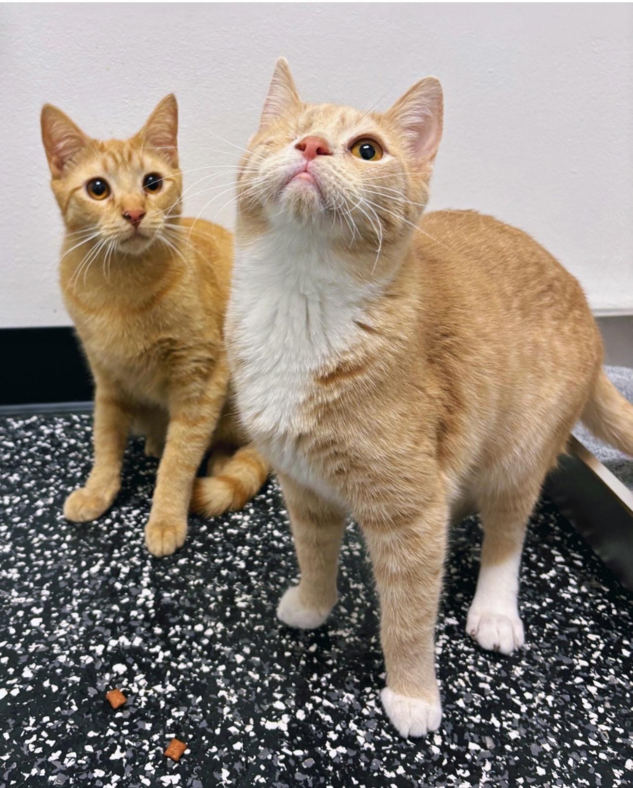 Enlarge Stan & Ollie, an adoptable Domestic Short Hair in Voorhees, NJ image 1/6