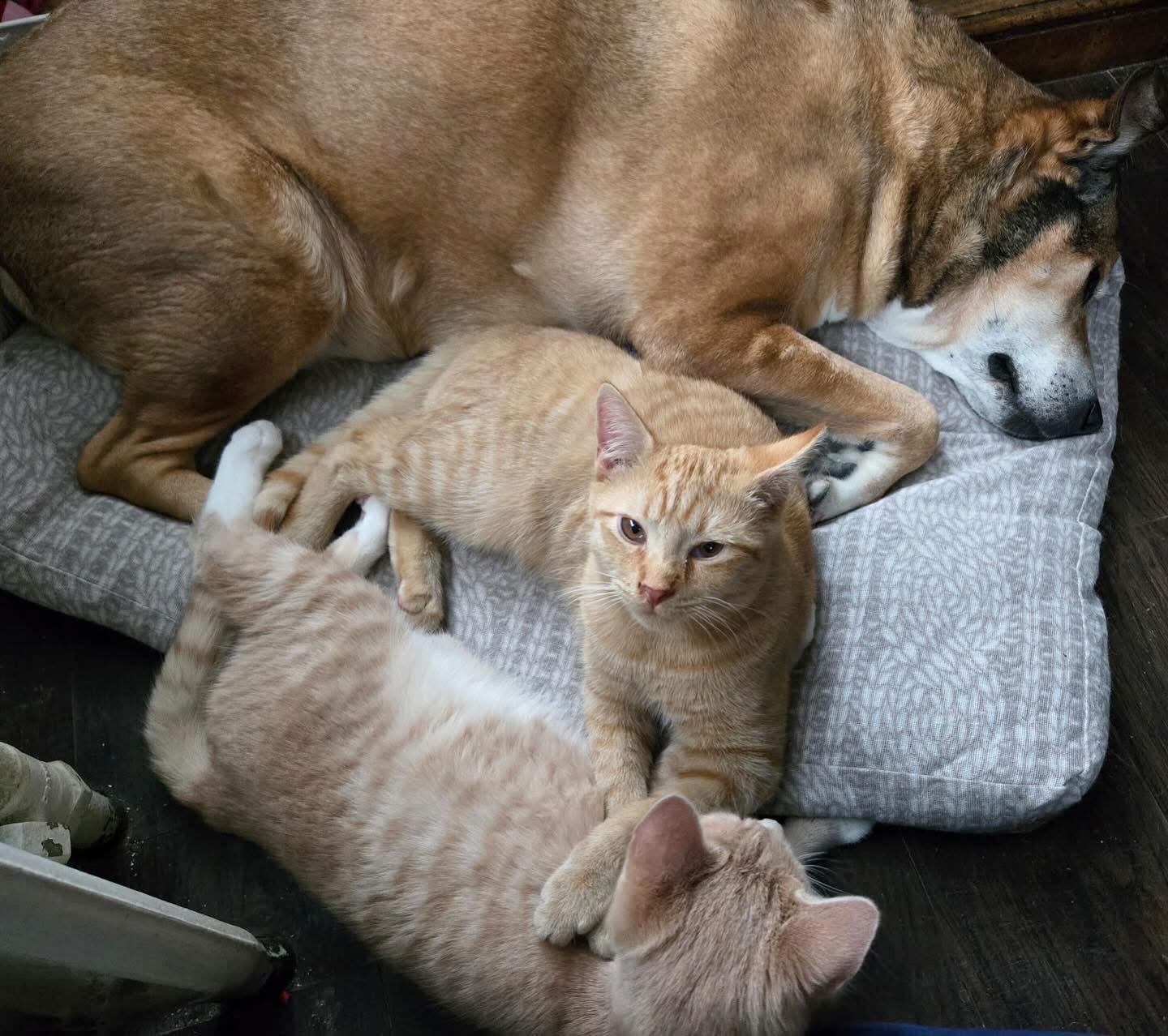 Enlarge Stan & Ollie, an adoptable Domestic Short Hair in Voorhees, NJ image 4/6