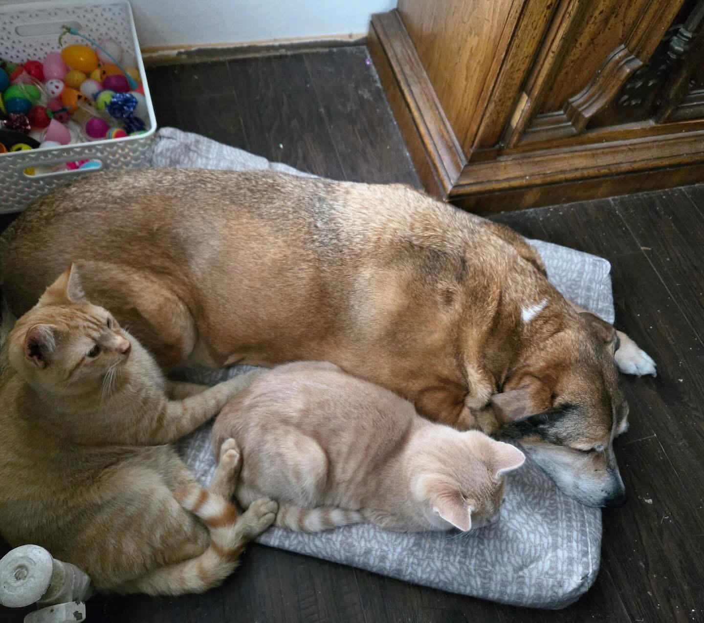 Enlarge Stan & Ollie, an adoptable Domestic Short Hair in Voorhees, NJ image 3/6