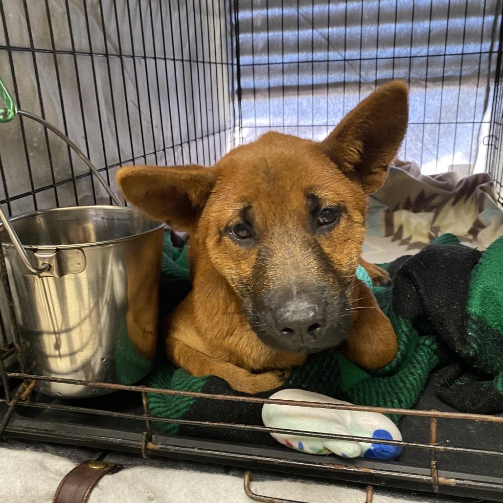 Angel Cake, ADOPTABLE, Puppy • Female, Chow Chow & Mixed Breed.