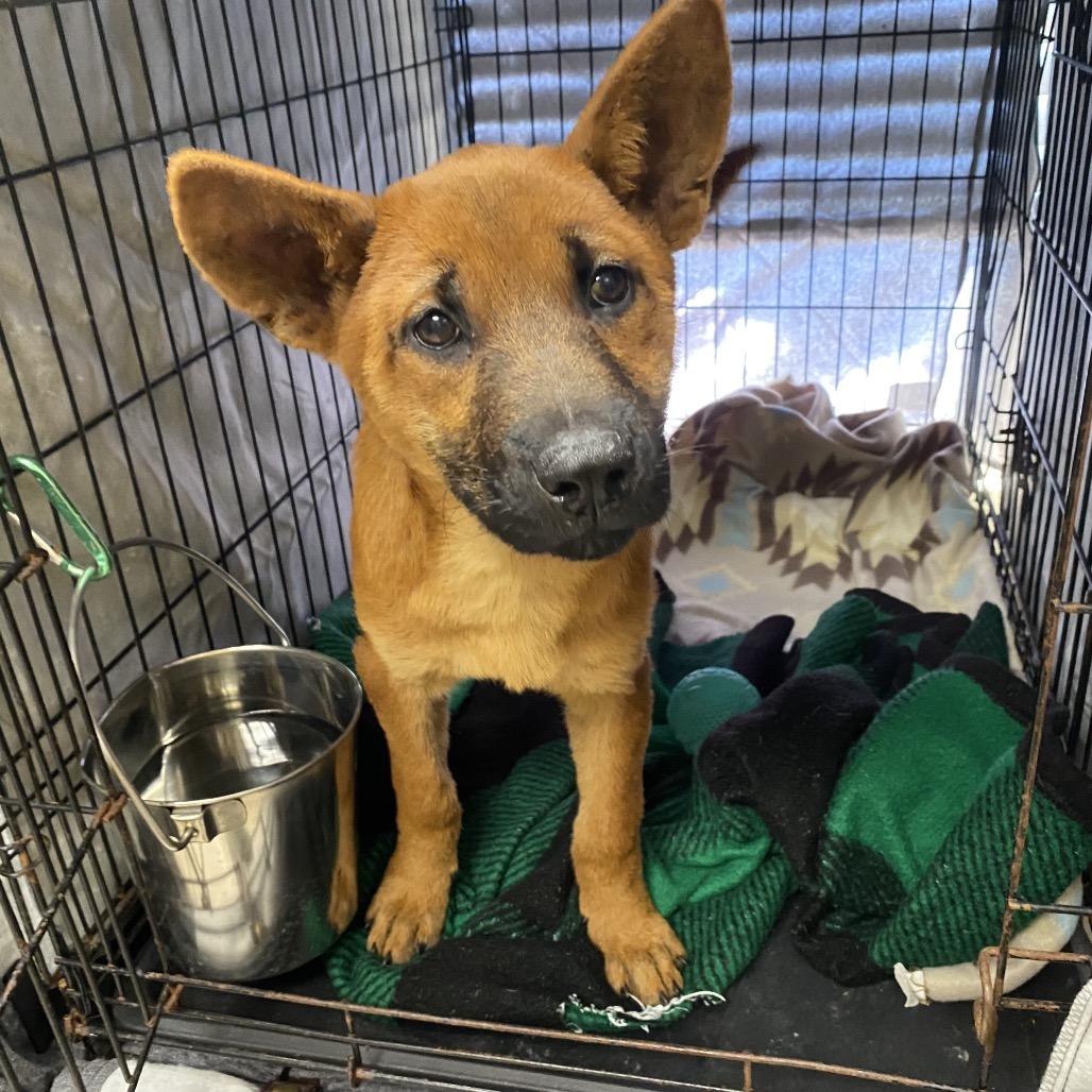 Enlarge Angel Cake, a Adoptable mixed breed in Caryville, TN image 2/5