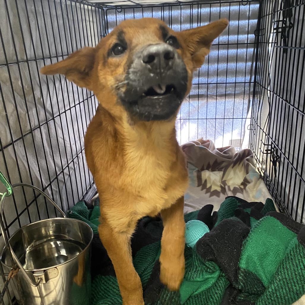 Enlarge Angel Cake, a Adoptable mixed breed in Caryville, TN image 3/5