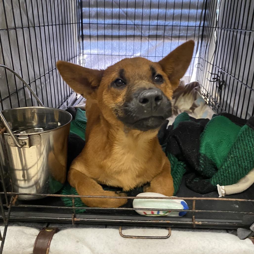 Enlarge Angel Cake, a Adoptable mixed breed in Caryville, TN image 4/5