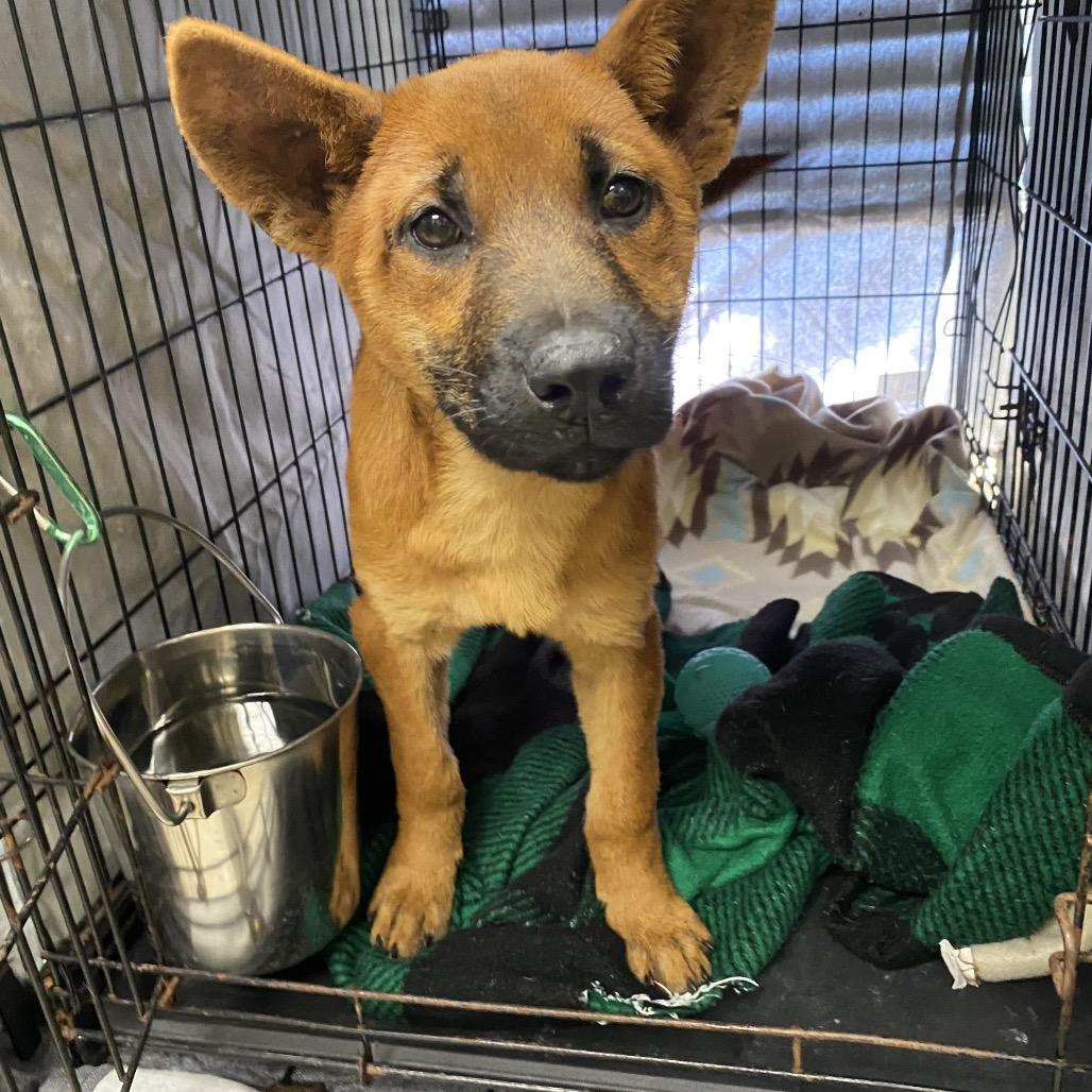 Enlarge Angel Cake, a Adoptable mixed breed in Caryville, TN image 5/5