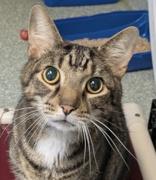 Enlarge JerryLee, an adopted mixed breed in Portsmouth, OH image 1/1