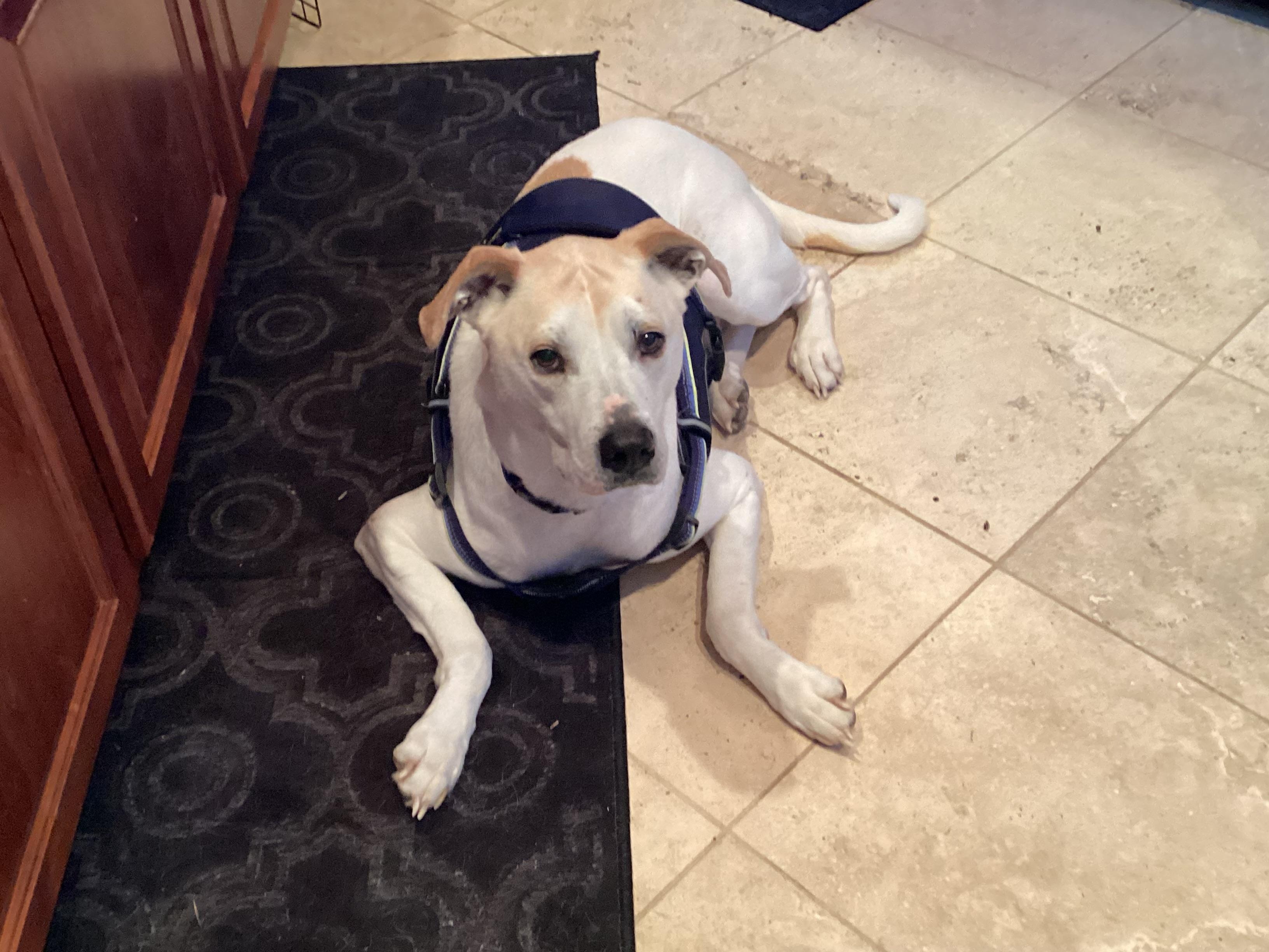 Enlarge Jackpot, a Adopted mixed breed in Rogersville, TN image 1/6