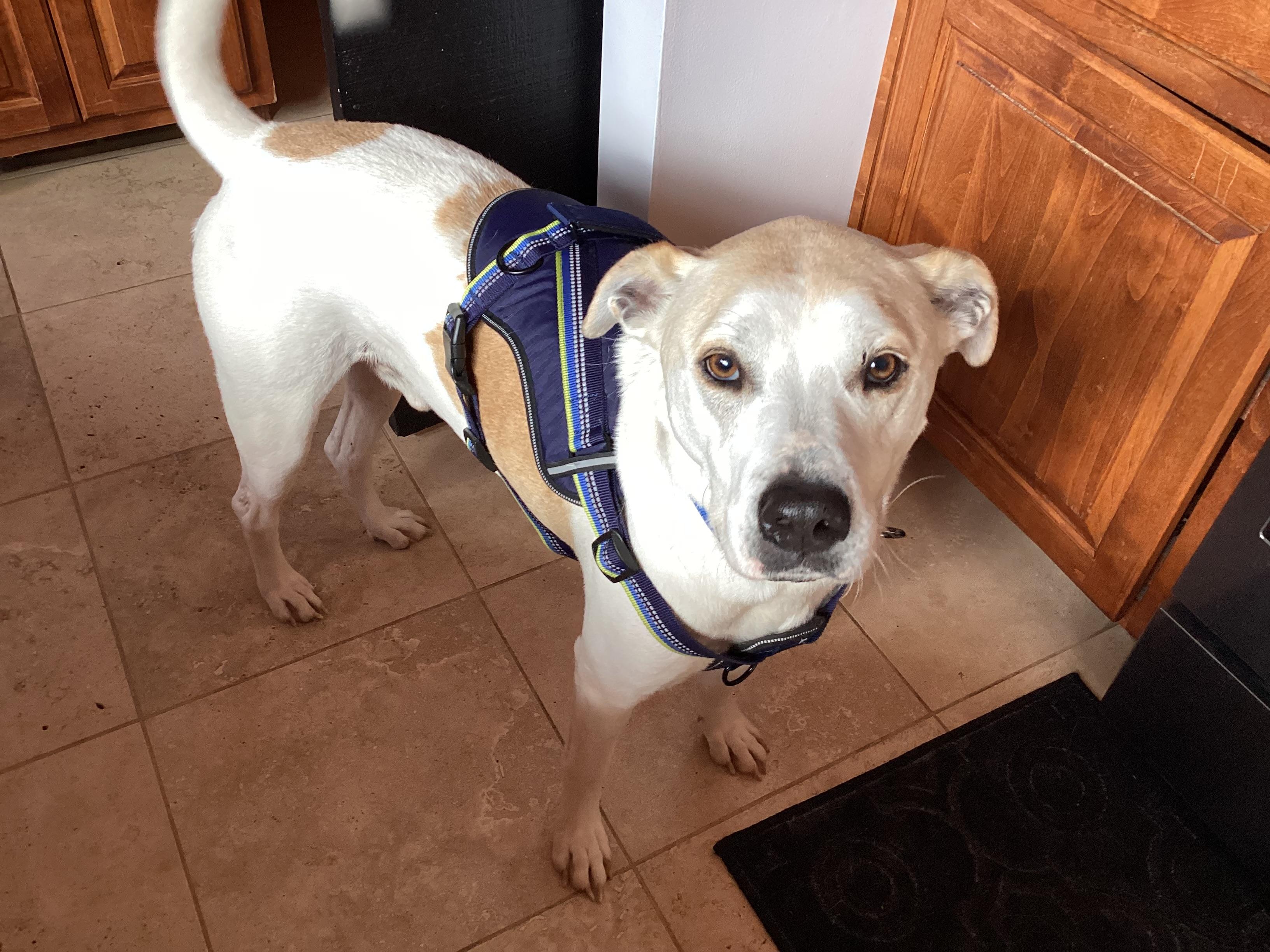 Enlarge Jackpot, a Adopted mixed breed in Rogersville, TN image 2/6