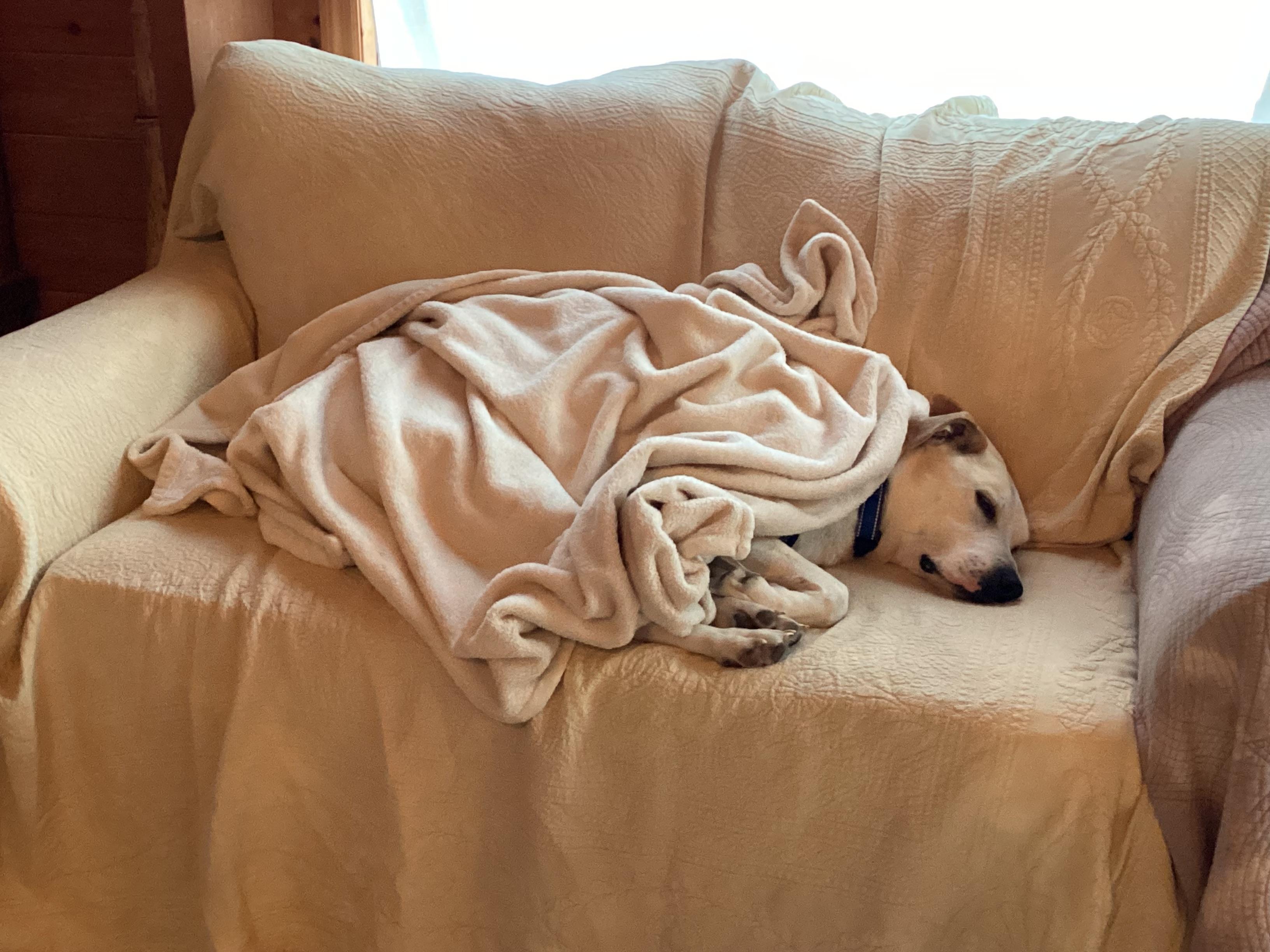 Enlarge Jackpot, a Adopted mixed breed in Rogersville, TN image 3/6