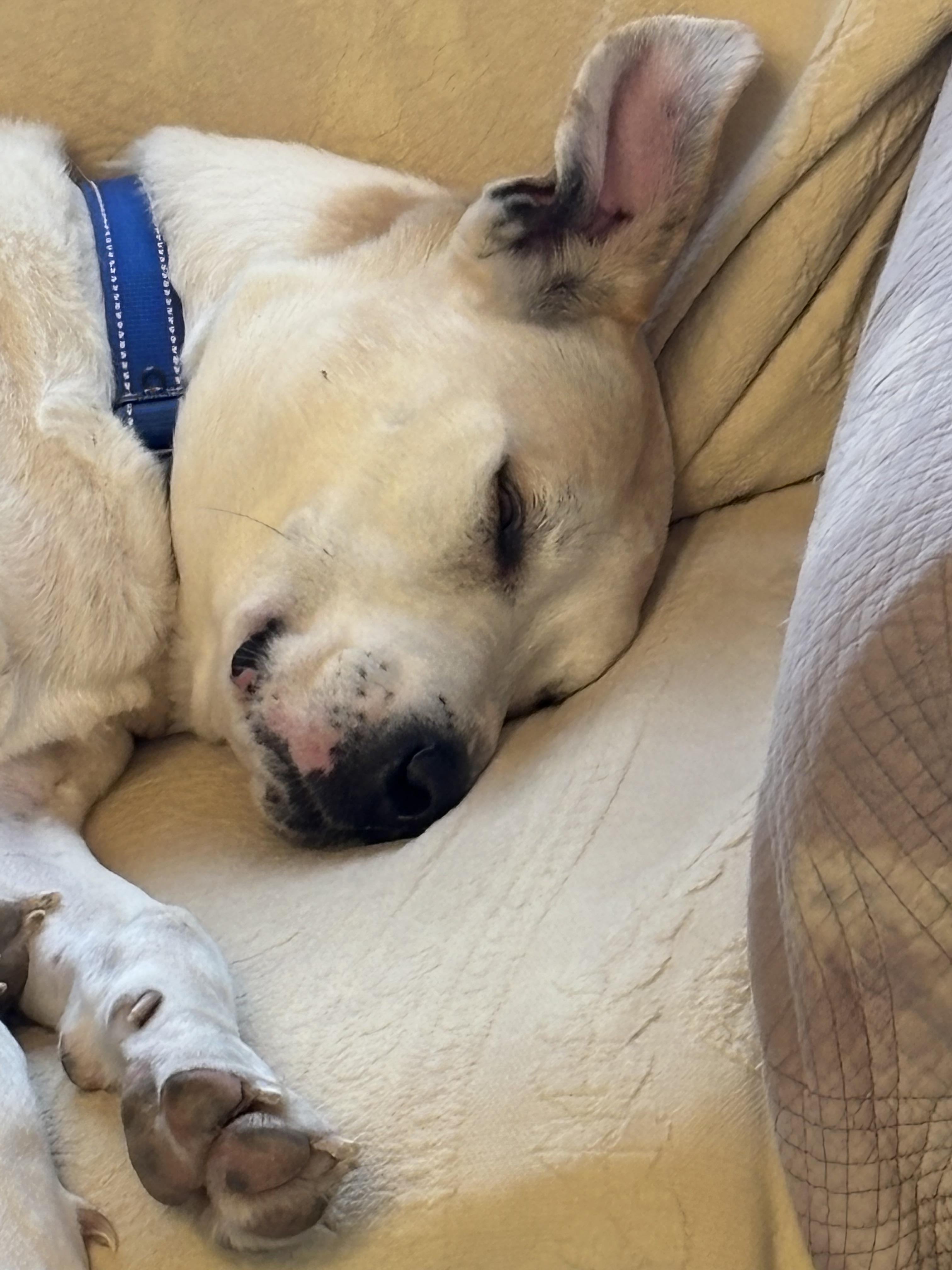 Enlarge Jackpot, a Adopted mixed breed in Rogersville, TN image 5/6