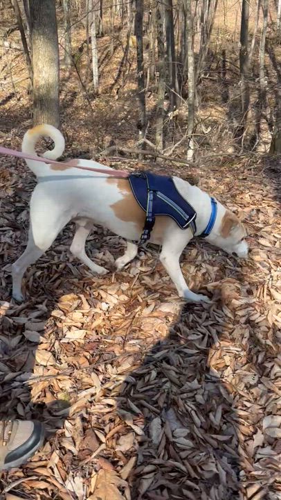 Enlarge Jackpot, a Adopted mixed breed in Rogersville, TN video 6/6