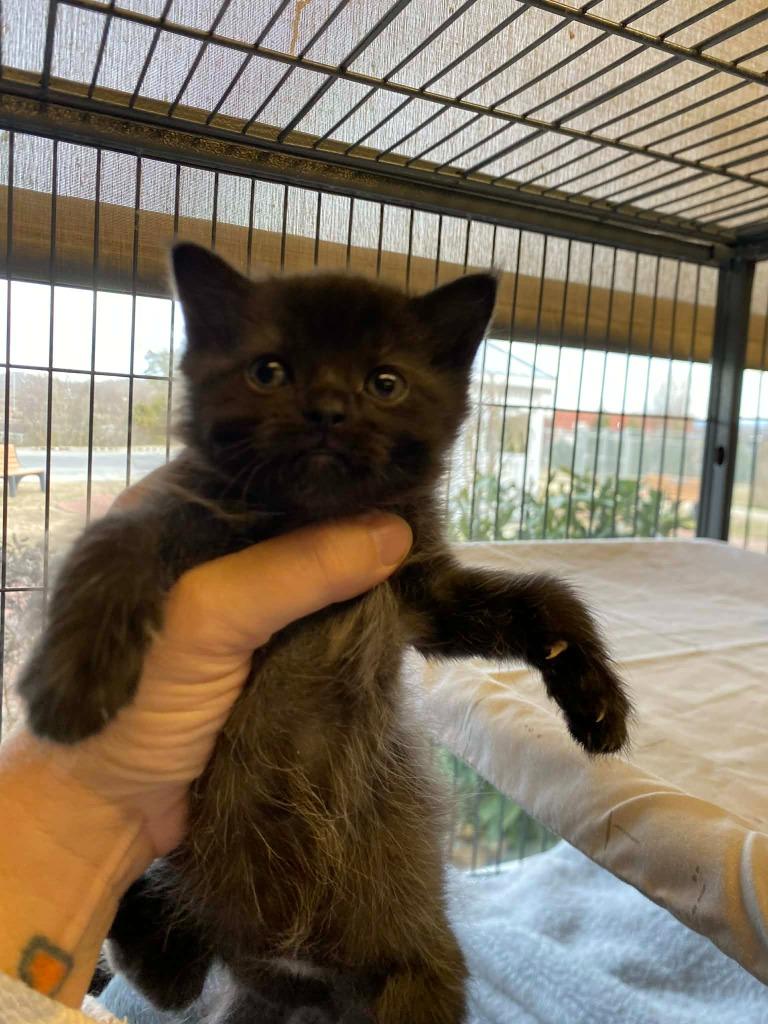 Jordan (Rowe Lane), Adoptable, Kitten Male Domestic Short Hair.