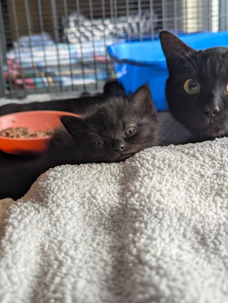 Enlarge Jordan (Rowe Lane), a Adoptable mixed breed in Johnson City, TN image 2/2