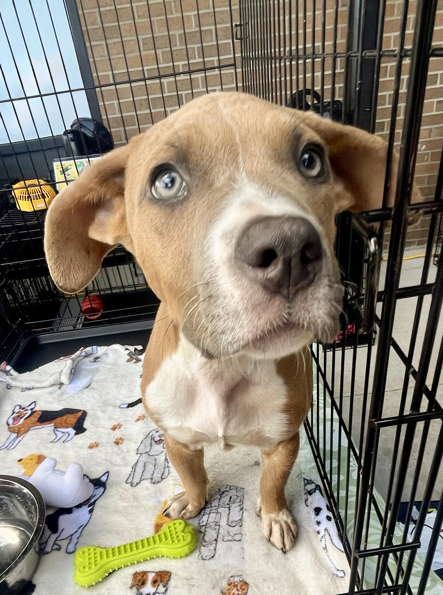 Enlarge Scooby - Needs a Foster/Forever home, a Adopted Terrier in Birmingham, MI image 4/6