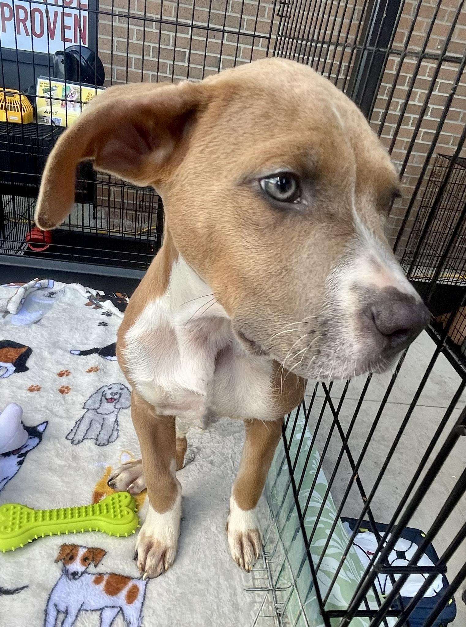 Enlarge Scooby - Needs a Foster/Forever home, a Adopted Terrier in Birmingham, MI image 3/6