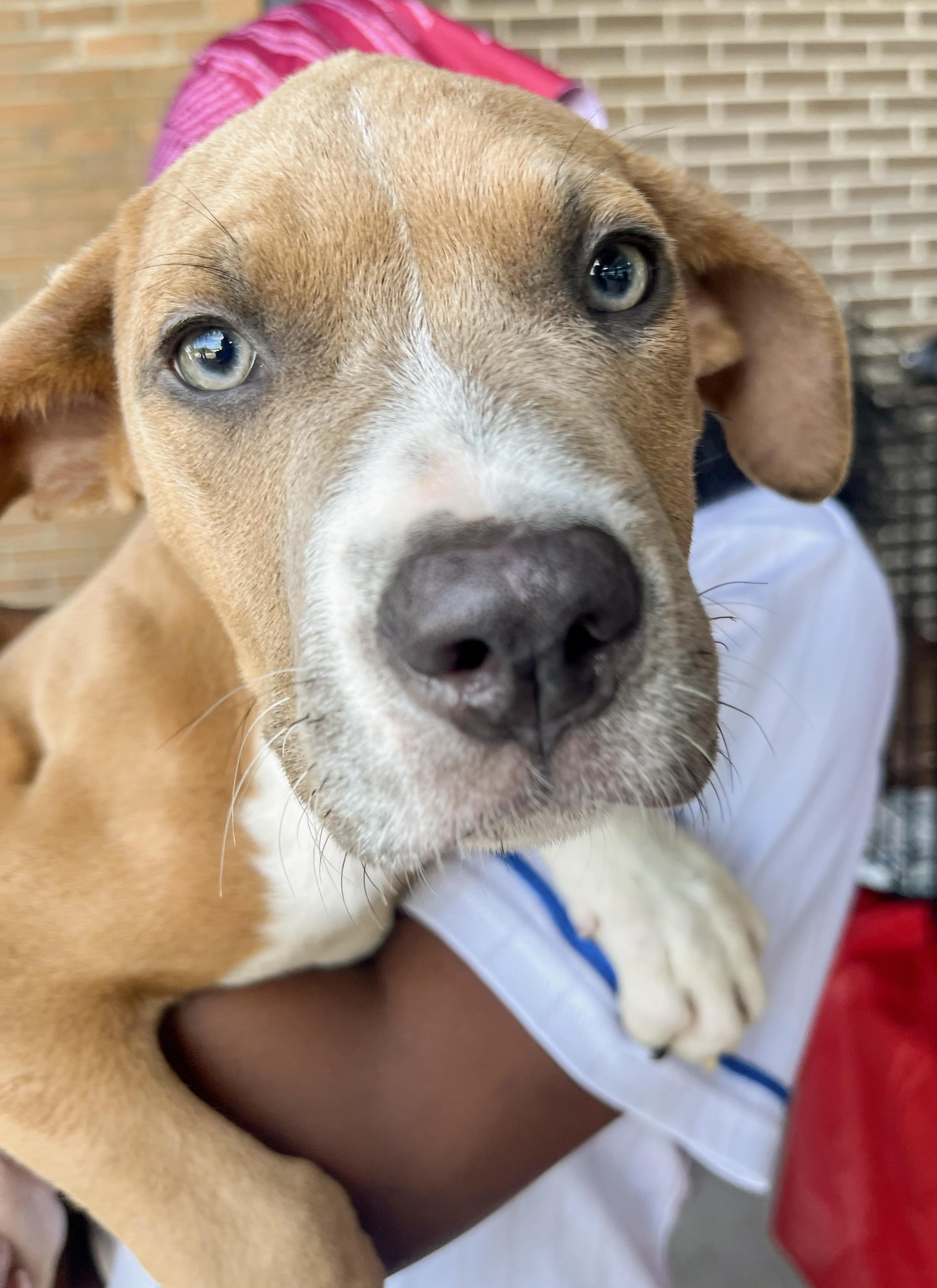 Scooby - Needs a Foster/Forever home, Adopted, Puppy Male Terrier.